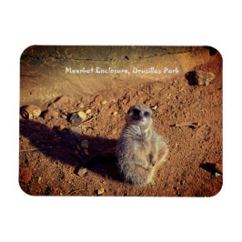 Ímã Gabinete Meerkat, Parque Drusillas