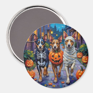 Imã Gado Australiano Fazendo Trick-or-Treat no Hallowe