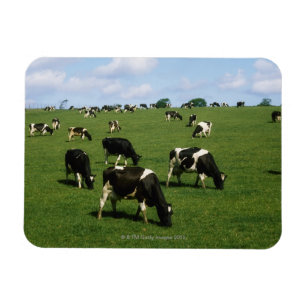 Ímã Gado do Holstein-Frisão, Ireland