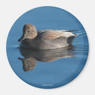 Imã Gadwall Magnet