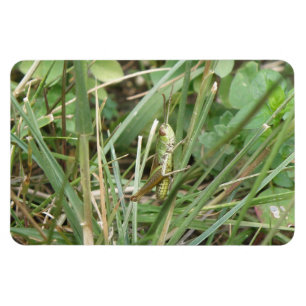 Ímã Gafanhoto (Grafopper Camouflage Premium Magnet)