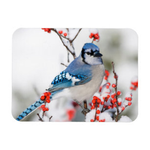 Ímã Gaio-azul em Ilex-verticilada