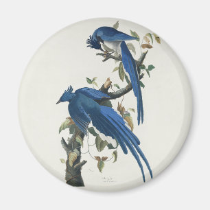 Imã Gaio de Columbia de Audubon Gaio de Garganta Preta