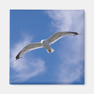 Imã Gaivota