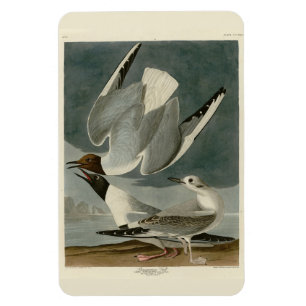 Ímã Gaivota Bonapartiana das Aves da América de Audubo