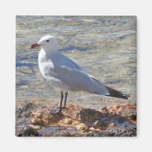 Imã Gaivota bonita no mar - ímã