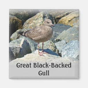 Imã Gaivota Excelente Juvenil Black-Backing
