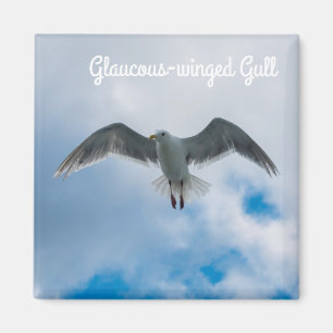 Imã gaivota Glaucous-voada