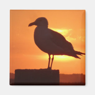 Imã Gaivota marítima ao pôr do sol