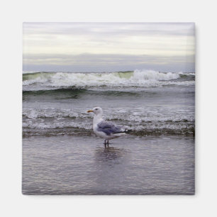 Imã Gaivota no ímã do oceano