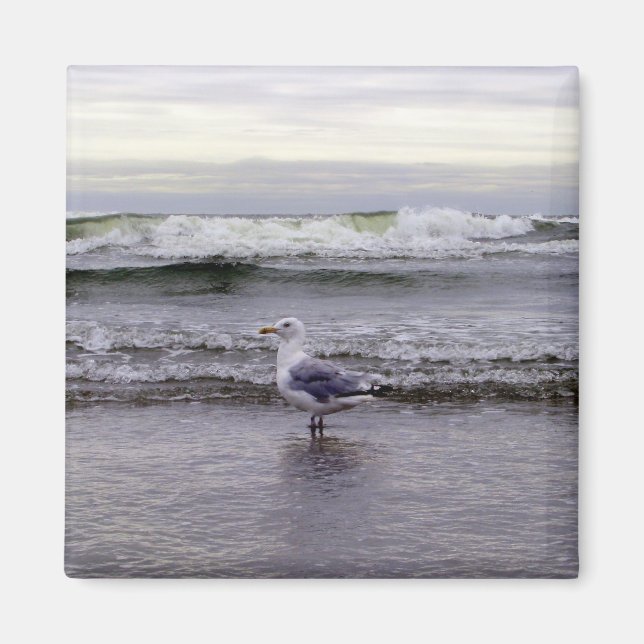 Imã Gaivota no ímã oceânico (Frente)