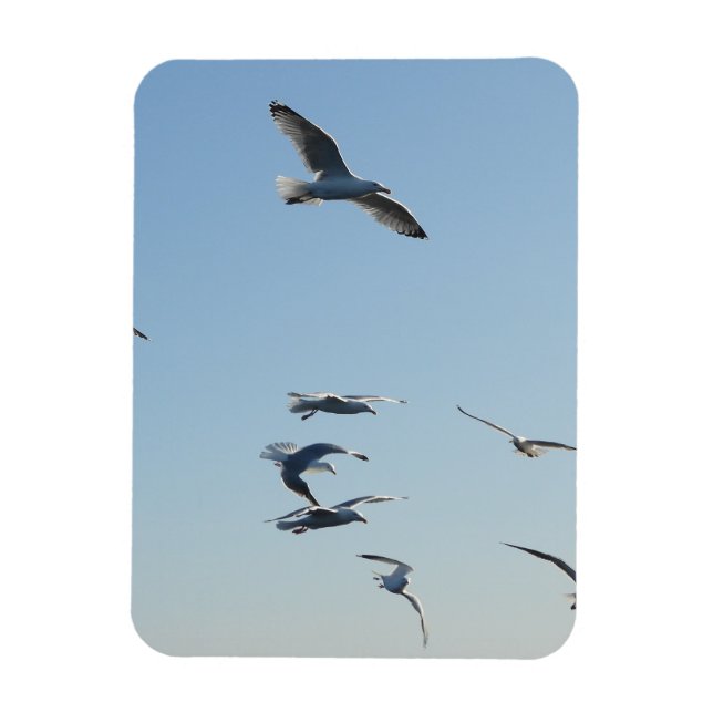 Ímã Gaivotas Elegantes Voando Altos No Céu Azul Costei (Vertical)
