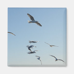 Imã Gaivotas Planando em Liberdade Voando Céu Azul Cos