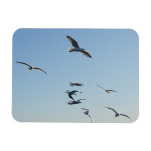 Ímã Gaivotas Voando Altos Com Céu Azul Relaxante