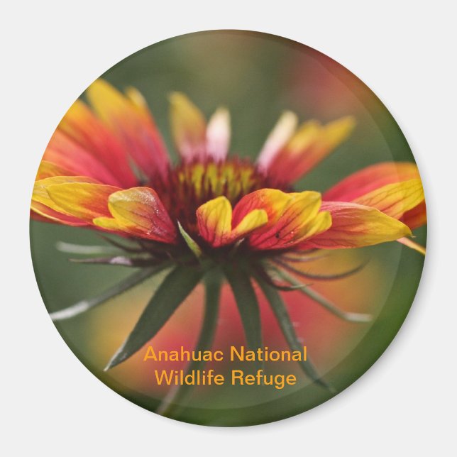 Imã Galardia (Frente)