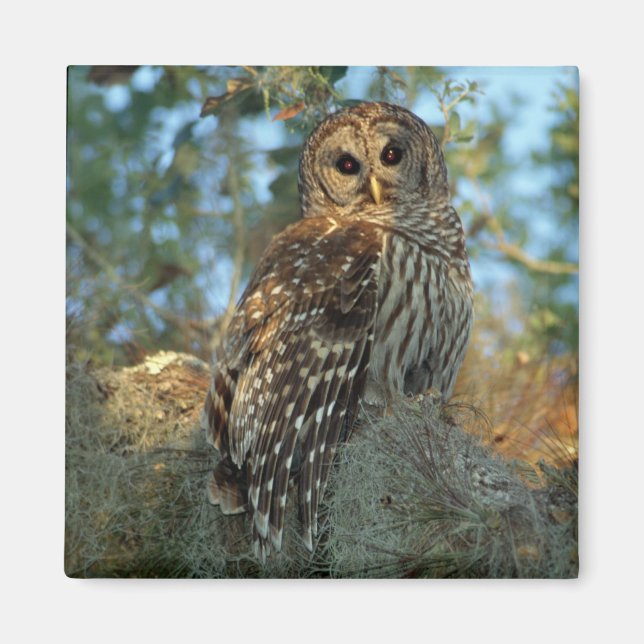 Imã Galeria Barred Owl em alguns Moss espanhóis (Frente)