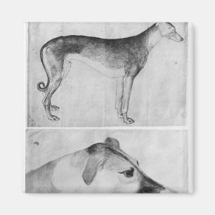 Imã Galgo e cabeça de um galgo