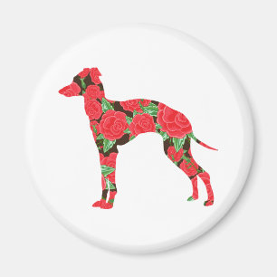 Imã Galgo italiano