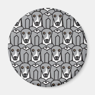 Imã Galgos italianos