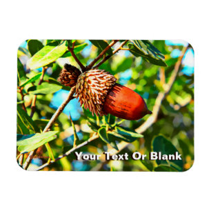Ímã Galilee Acorn