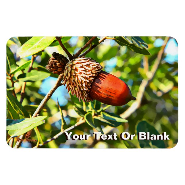 Ímã Galilee Acorn (Horizontal)