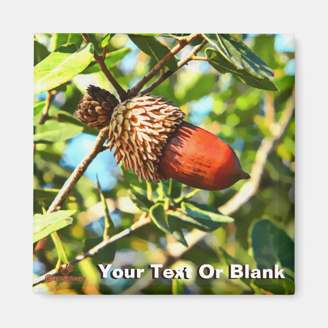 Imã Galilee Acorn (Frente)