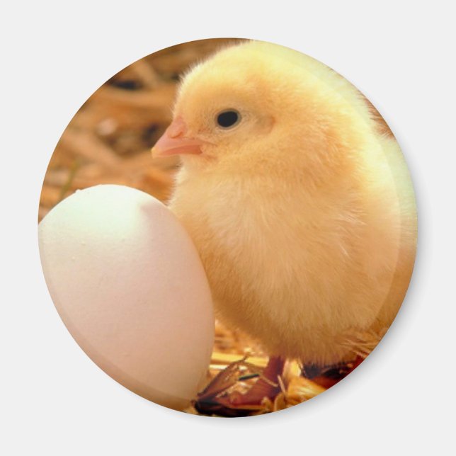 Imã galinha (Frente)