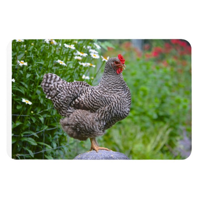 Ímã Galinha (Horizontal)