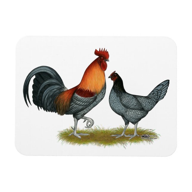 Ímã Galinha Azul de Delaware (Horizontal)