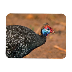Ímã Galinha-d'angola (Numida meleagris). África,