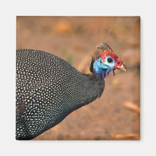 Imã Galinha-d'angola (Numida meleagris). África,