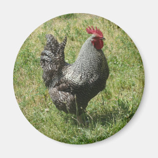 Imã Galinha de Rock Plymouth