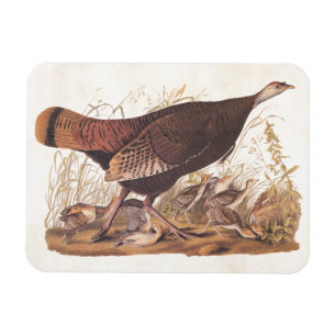 Ímã Galinha e pintinhos selvagens de Audubon turquia
