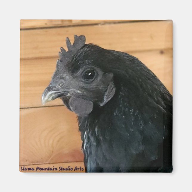 Imã Galinha Magneta #3 sulista (Frente)