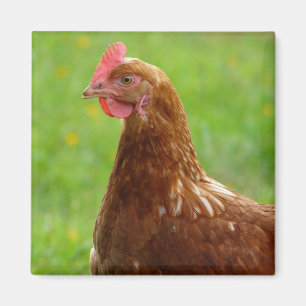 Imã Galinha poedeira Rhode - galinha do vermelho da