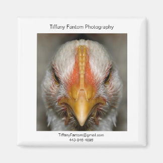 Imã Galinha Promo Piece