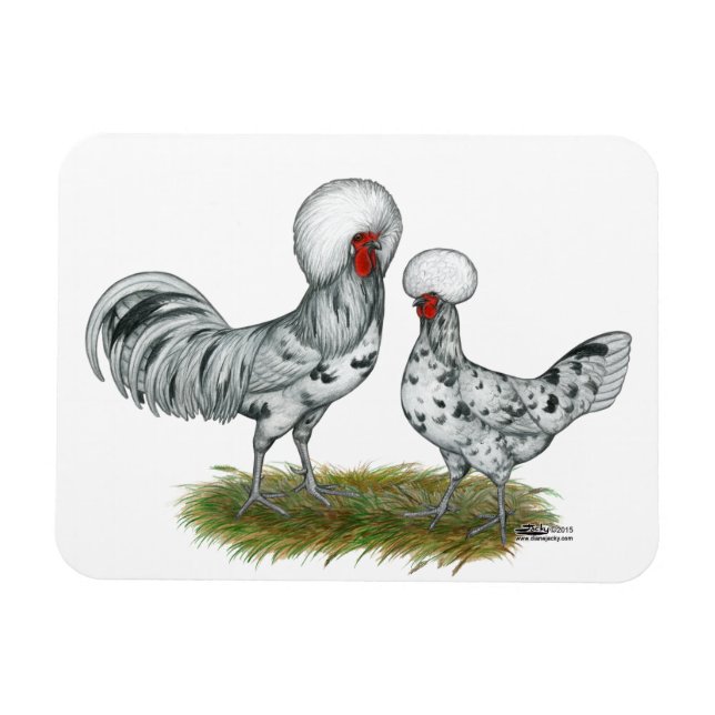 Ímã Galinhas Poloneses (Horizontal)