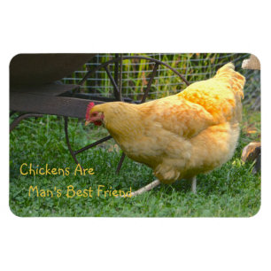 Ímã Galinhas são o melhor amigo do homem