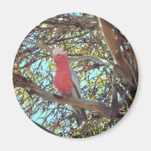 Imã gallah selvagem