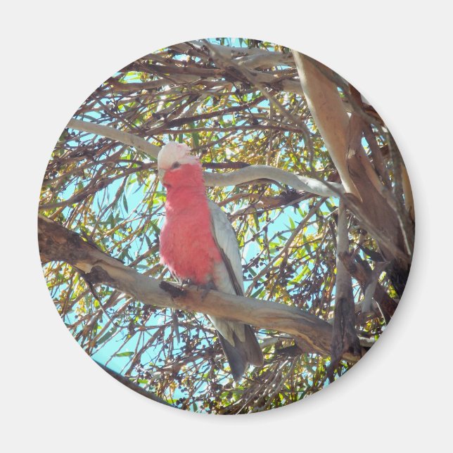 Imã gallah selvagem (Frente)