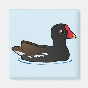 Imã Gallinule comum bonito