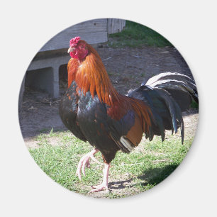 Imã Galo