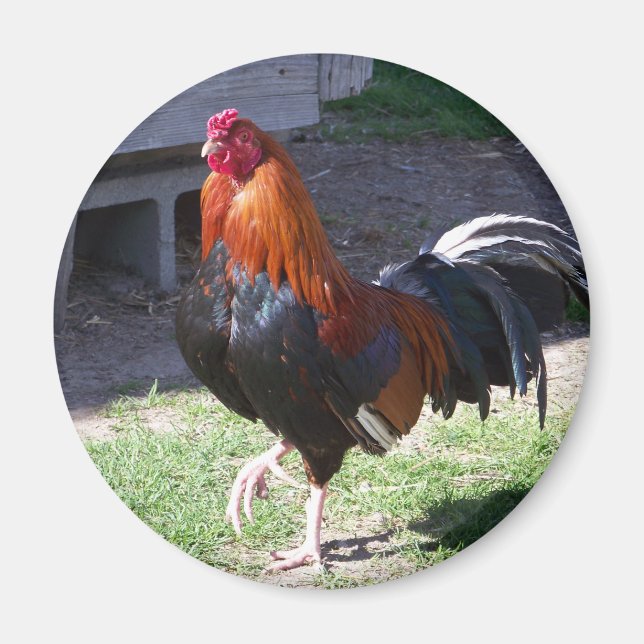 Imã Galo (Frente)