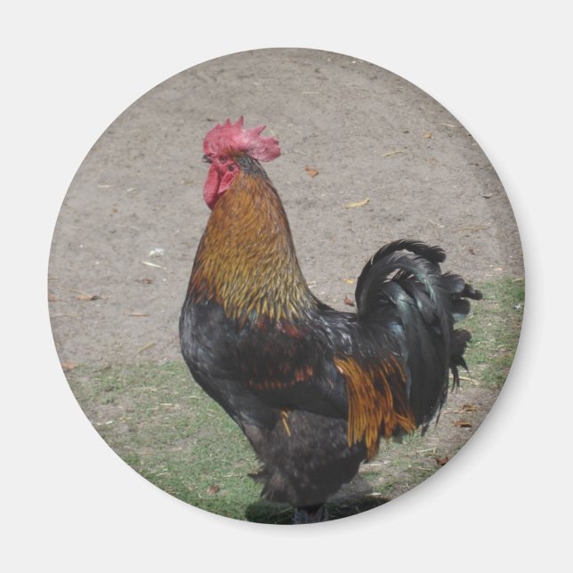 Imã galo (Frente)