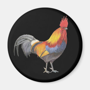 Imã Galo