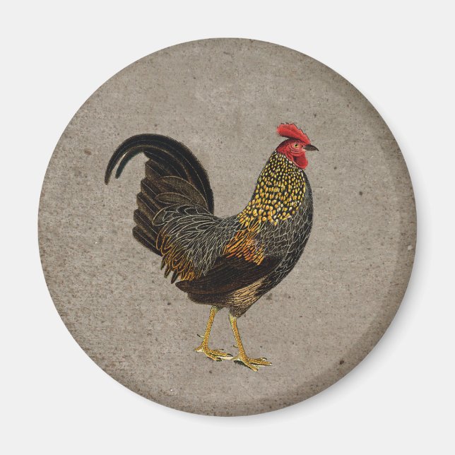 Imã Galo (Frente)