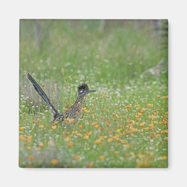 Imã Galo-da-serra-maior, Geococcyx (Frente)