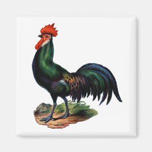 Imã Galo de Penas Verdes Antigas