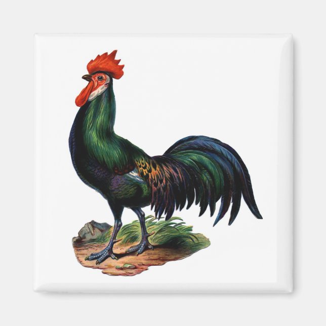 Imã Galo de Penas Verdes Antigas (Frente)
