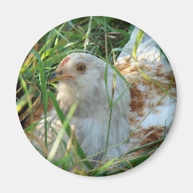 Imã Galo no Hay Meadow (Frente)